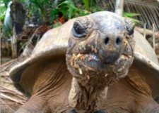 Chelonian Smile