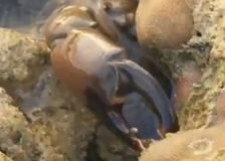 Cross Crustacean Videobean