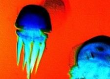 Jellyfish Tank