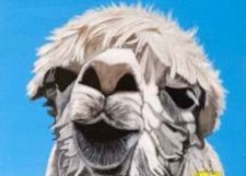 Alpaca