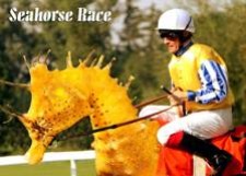 Seahorse Race