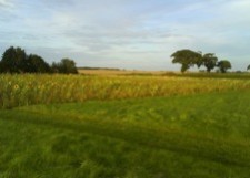 Verdant