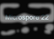 Microspore 22