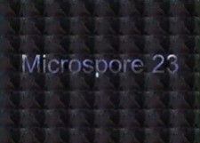 Microspore 23